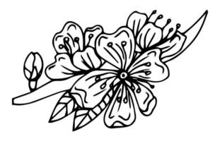 mignon élément de sakura unique dessiné à la main. fleur de printemps traditionnelle japonaise ou chinoise à l'encre. plante de cerise de doodle. vecteur