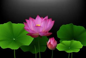 fleur de lotus rose avec des feuilles vertes sur fond noir