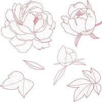 ensemble 1 de pivoine isolée ihand illustration vectorielle de fleur dessinée vecteur