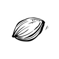 noyau d'abricot sur fond blanc. illustration vectorielle dessinée à la main. vecteur