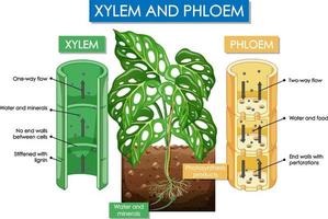 schéma montrant le xylème et le phloème vecteur