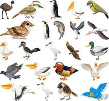 collection de différents types d'oiseaux vecteur