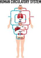 schéma montrant le système circulatoire humain vecteur