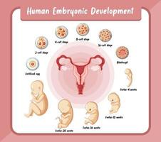 développement embryonnaire humain en infographie humaine vecteur