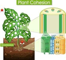 diagramme montrant la cohésion des plantes vecteur