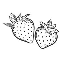 fraise dessinés à la main gravure illustration vectorielle isolé vecteur