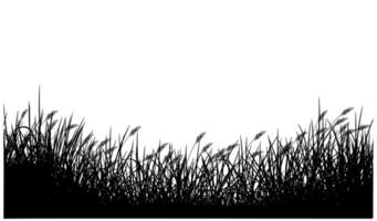 silhouette de roseaux, vecteur de fond d'herbe de roseaux gratuit