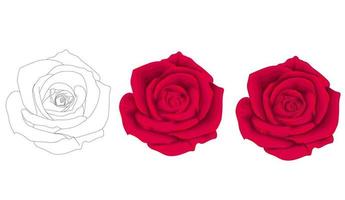 douces roses rouges. illustration vectorielle vecteur