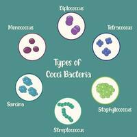 types de bactéries cocci vecteur