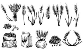 Épis de blé dessinés à la main de vecteur dessinant un tas d'épis de céréales. illustration de grain dans un style vintage. grain de blé, granule, noyau, maïs, seigle, orge, avoine, riz, sarrasin, herbe, son