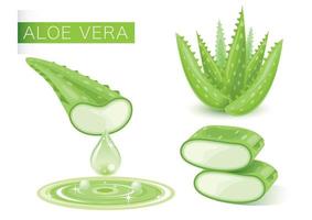 Aloe Vera verte fraîche vecteur