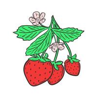 fraises sur branche avec feuilles et fleurs illustration vectorielle vecteur