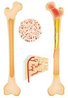 anatomie de l'os, os long vecteur