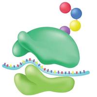 les ribosomes sont de petits organites dans les cellules. vecteur