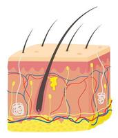 anatomie de la peau. vecteur