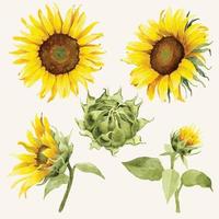 éléments de tournesols aquarelles vecteur