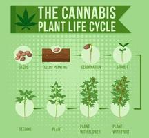 le cycle de vie de la plante de cannabis vecteur