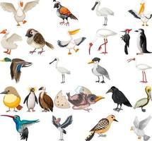 collection de différents types d'oiseaux vecteur