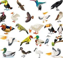 collection de différents types d'oiseaux vecteur