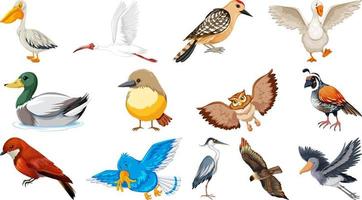 collection de différents types d'oiseaux vecteur