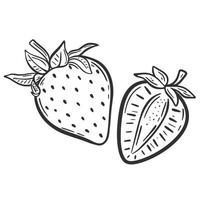 illustration vectorielle de fraise entière et demi croquis vecteur