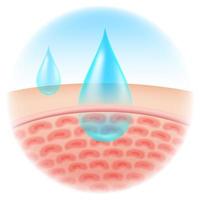 Gouttelettes d&#39;humidité absorbant dans la peau vecteur