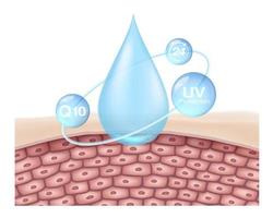 Concept de formules nourrissantes pour la peau vecteur