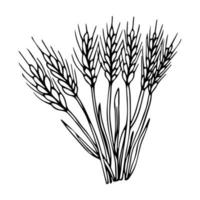croquis gerbe de blé. récolte de céréales épis de blé dessinés à la main