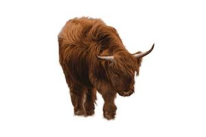 illustration vectorielle de yak brun. yak brun en latin bos mutus isolé sur fond blanc, le yak est un animal de ferme au népal et au tibet. yak, regardant d'un air maussade vers le spectateur. vecteur
