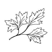 dessin à l'encre vectoriel simple. branche de persil, feuilles en contour noir isolé sur fond blanc. ingrédient, menu, recette. herbes de jardin, plantes.