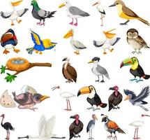 collection de différents types d'oiseaux vecteur