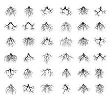 définir des racines noires. illustration vectorielle. vecteur