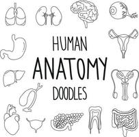 anatomie humaine définie dans un style doodle