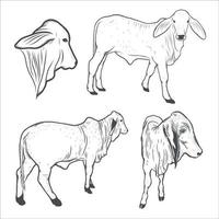 vache, dessin de veau. illustration vectorielle vecteur