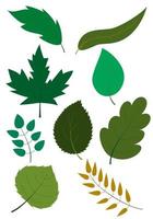 ensemble de différentes formes de feuilles vertes et de branches d'arbres sur fond blanc. textures détaillées des feuilles d'arbres de la forêt et du jardin. vecteur