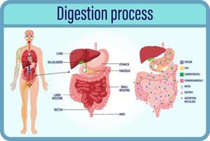 digestion et cellules de digestion et intestin grêle vecteur