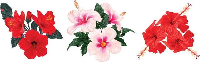 ensemble de fleurs d'hibiscus. illustration vectorielle dessin à la main. vecteur