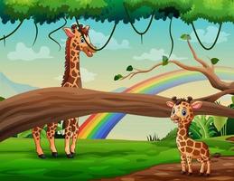 girafes drôles vivant dans l'illustration de la jungle vecteur