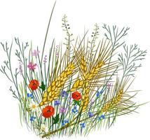 illustration vectorielle isolée de blé, d'herbe et de fleurs sauvages. vecteur