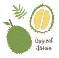 clipart vectoriel durian. illustration de fruits de la jungle. plantes exotiques plates dessinées à la main isolées sur fond blanc. illustration de nourriture d'été tropicale saine et enfantine lumineuse.