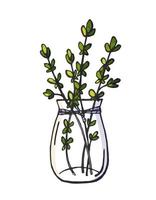 bouquet dessiné à la main de branches de thym dans un vase isolé sur fond blanc. vecteur