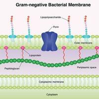 membrane bactérienne à Gram négatif vecteur
