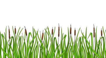 roseaux et fond transparent d'herbe verte sur un fond blanc isolé. illustration vectorielle pour la conception du paysage. vecteur