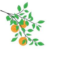 branche d'oranger
