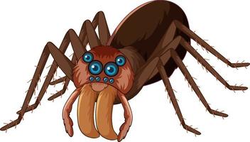 un personnage de dessin animé d'araignée isolé vecteur