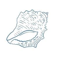 coquille de mer illustration vectorielle de gravure dessinée à la main vecteur