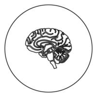 L'icône noire du cerveau contours en cercle de droit vecteur