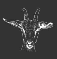 chèvre tête portrait vecteur ligne art illustration sur fond noir