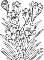 coloriage de fleur de crocus pour adultes vecteur