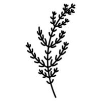 brindille de vecteur avec des feuilles. contour noir d'une branche de plante. icône isolé sur fond blanc. élément botanique. griffonnage dessiné à la main de fleur sauvage de champ
